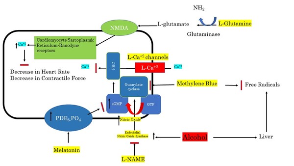 Nitric Oxide Synthesis/Pathway Inhibitors in Daphnia magna Reverse Alcohol-Induced Heart Rate Decrease