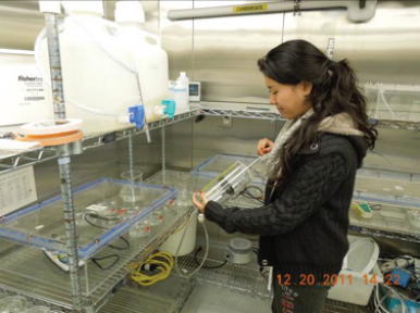 The Effects of Ocean Acidification on the Development and Calcification of the Larval Shells of the Red Abalone <em>Haliotis rufescens</em> Swainson, 1822