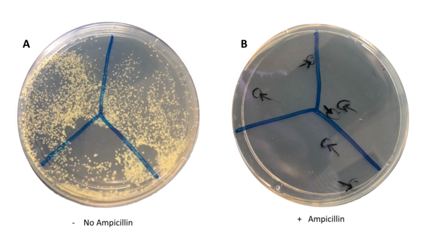 Investigation of Everyday Locations for Antibiotic-Resistant Bacteria in Cambridge, Massachusetts