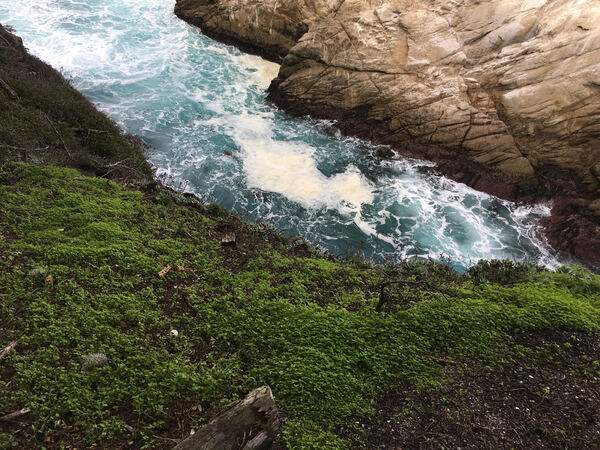 Effects of Ocean Acidification on the Photosynthetic Ability of <i>Chaetoceros gracilis</i> in the Monterey Bay