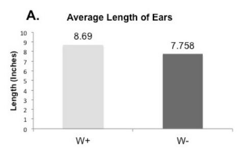 Friend or Foe: Investigating the Relationship between a Corn Crop and a Native Ragweed Population