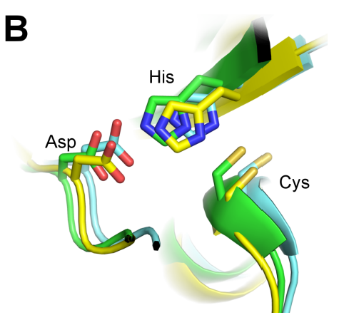 Mutation of the Catalytic Cysteine in <em>Anopheles gambiae</em> Transglutaminase 3 (AgTG3) Abolishes Plugin Crosslinking Activity without Disrupting Protein Folding Properties