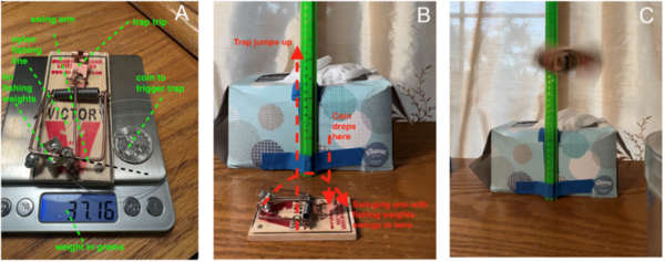 Investigating momentum transfer with gall-forming wasps