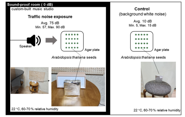 Effects of urban traffic noise on the early growth and transcription of <i>Arabidopsis thaliana<i>
