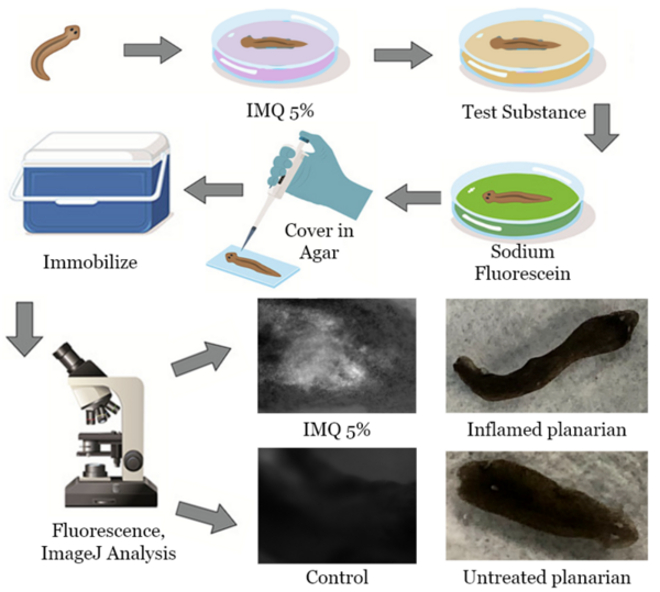 Reduced psoriasis skin irritation symptoms through the effects of Chinese herbal medicines on planarians