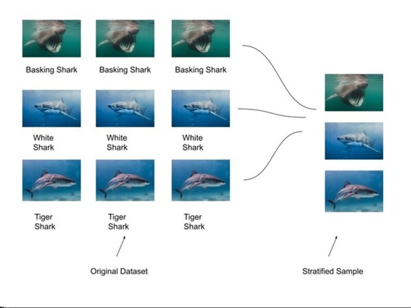 Identifying shark species using an AlexNet CNN model
