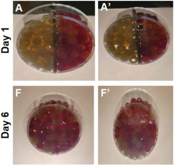 The effect of circumference on the segregation of objects in a mixture