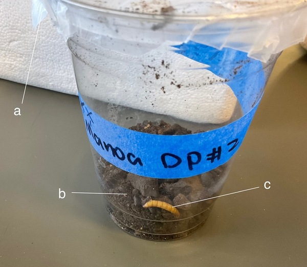 Assessing the possibility of using entomopathogenic fungi for mosquito control in Hawaii