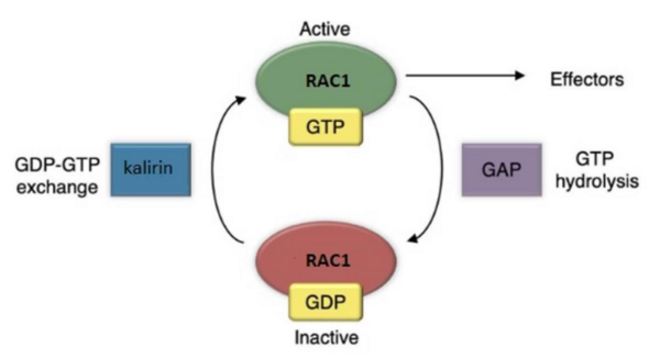 Development of selective RAC1/KLRN inhibitors