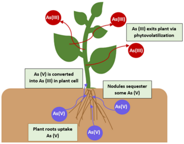 Genetic Bioaugmentation of Oryza sativa to Facilitate Self-Detoxification of Arsenic In-Situ