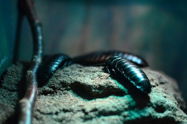 Paralyzing effects of CO<sub>2</sub> and hypothermia on Madagascar hissing and dubia cockroaches 