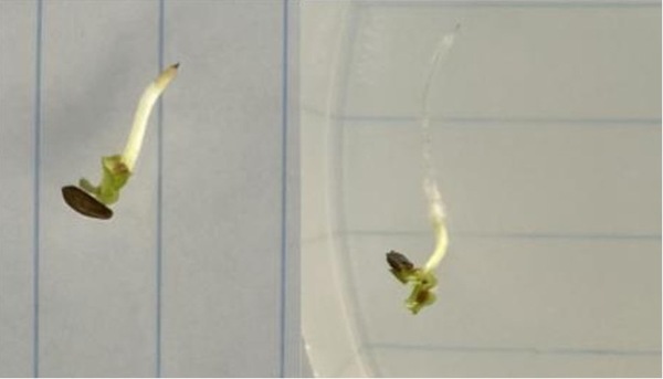 Lettuce seed germination in the presence of microplastic contamination