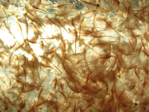 Increasing CO<sub>2</sub> levels in water decrease the hatching success of brine shrimp