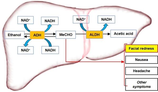 Recombinant preparation and characterization of ADH1C and ALDH2 in alcohol metabolism