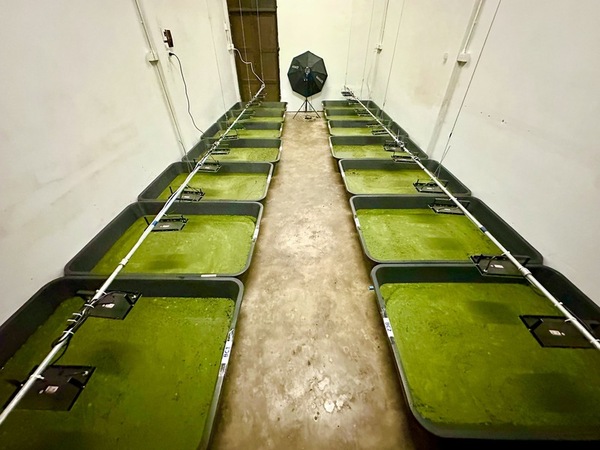 The optimization of high-protein duckweed cultivation in eutrophicated water with mutualistic bacteria