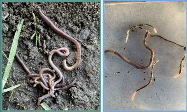 Earthworms as soil quality indicators: A case study of Crissy Field and Bayview Hunters Point naval shipyard