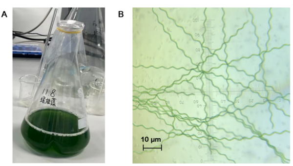  A low-cost method for purification of agricultural wastewater based on <i>S. platensis</i>