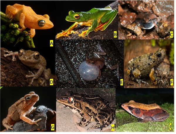Optimizing data augmentation to improve machine learning accuracy on endemic frog calls