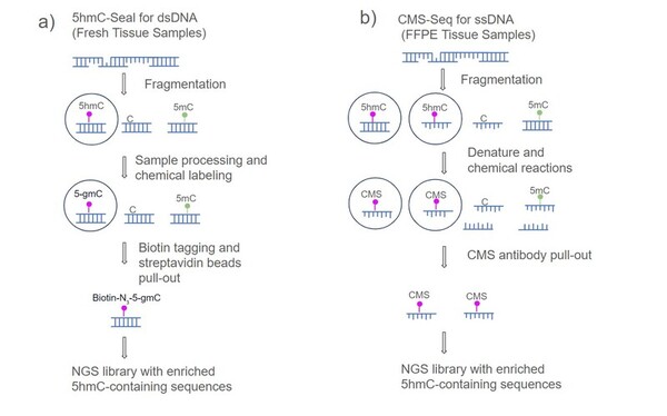 Identifying 5-hydroxymethylcytosine as a potential cancer biomarker using FFPE DNA samples