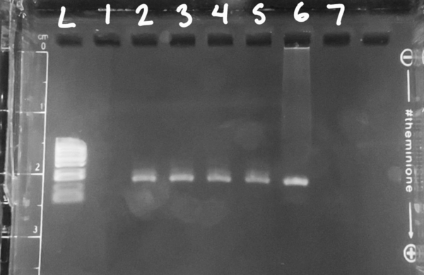 Optimizing an eDNA assay and field deployment to detect decapod species in Oʻahu streams