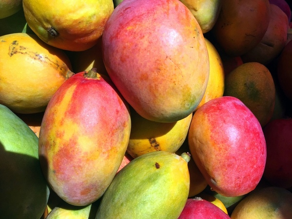 Development of novel biodegradable bioplastics for packaging film using mango peels