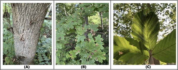 Redefining and advancing tree disease diagnosis through VOC emission measurements