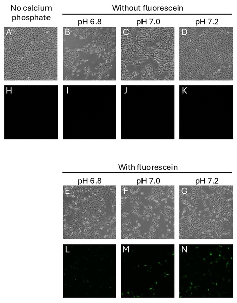 Higher pH level increases the efficacy of calcium phosphate-mediated intracellular delivery