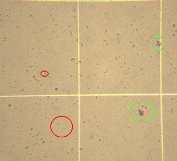 Effects of common supplements on human platelet aggregation in vitro