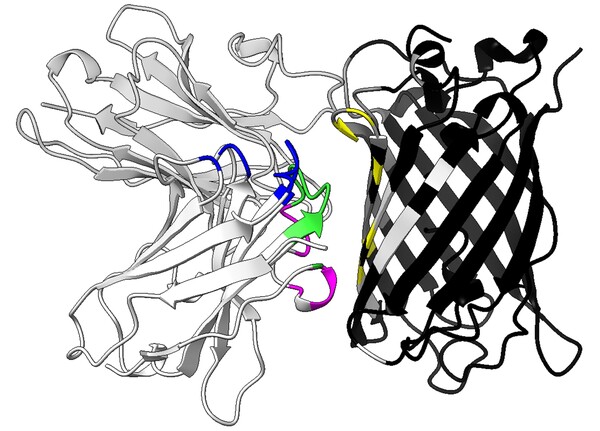 Investigating AlphaFold’s handling of nanobody-antigen complex prediction