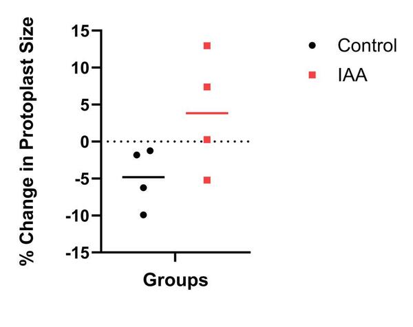 Investigating auxin import and export proteins in <i>Chlorella vulgaris</i>