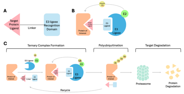 Mechanism and cytotoxicity of A1874 proteolysis targeting chimera on CT26 colon carcinoma cell line