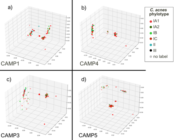 <i>Cutibacterium acnes</i> sequence space topology implicates <i>recA</i> and <i>guaA</i> as potential virulence factors