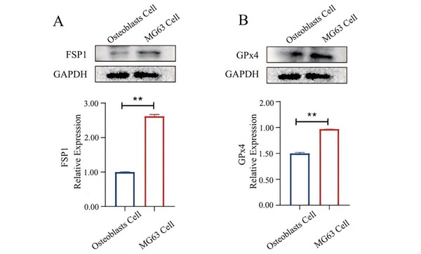 Elevated GPx4 and FSP1 expression in MG63 cells: Exploring potential links to drug resistance and ferroptosis