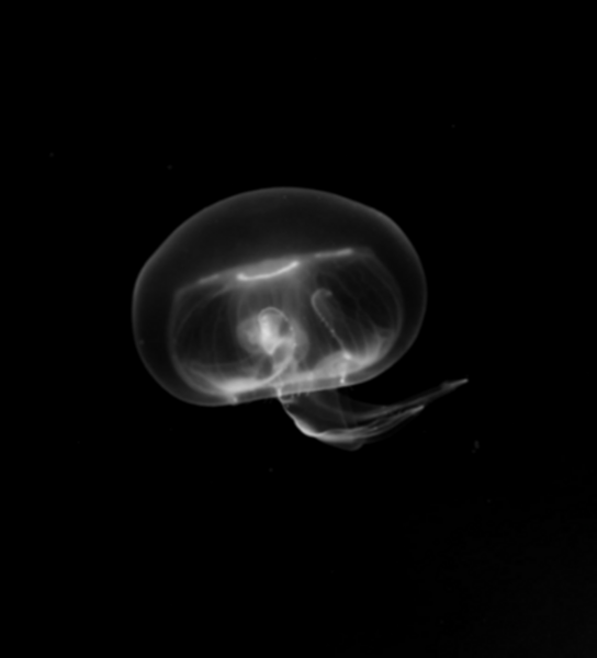 Chemoreception in <i>Aurelia aurita</i> studied by AI-enhanced image analysis