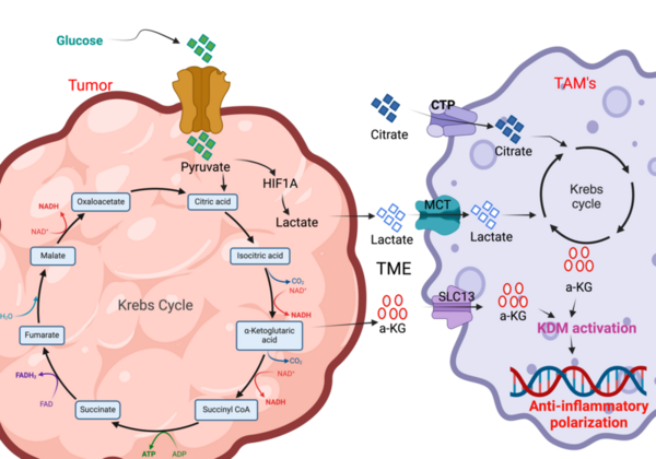 Citrate and lactate drive glioblastoma progression via activation of tumor-associated macrophages 