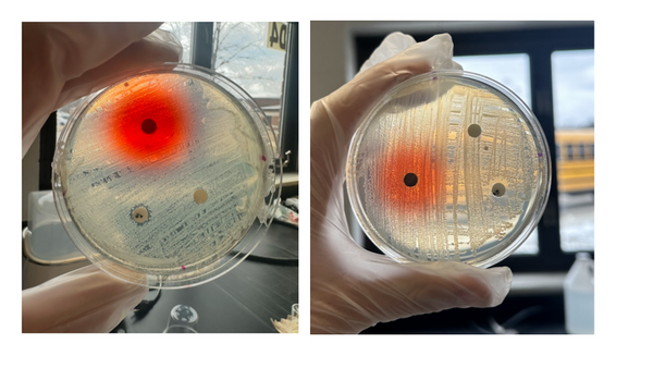 The effects of cochineal and Allura Red AC dyes on <i>Escherichia coli</i> and <i>Bacillus coagulans</i> growth