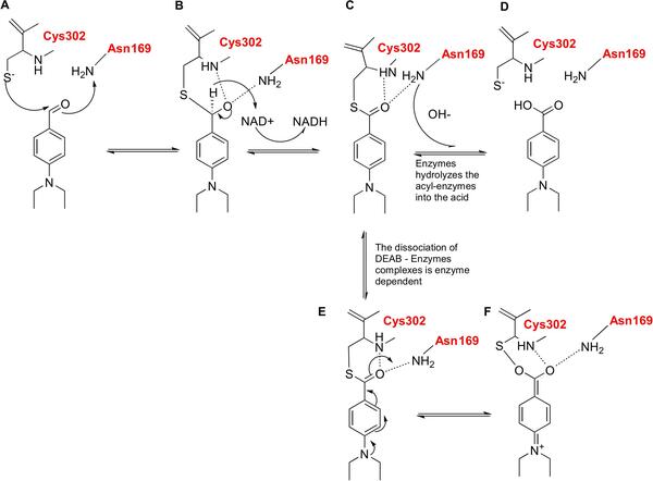 <i>In silico</i> screening of DEAB analogues as ALDH1 isoenzymes inhibitors in cancer treatment