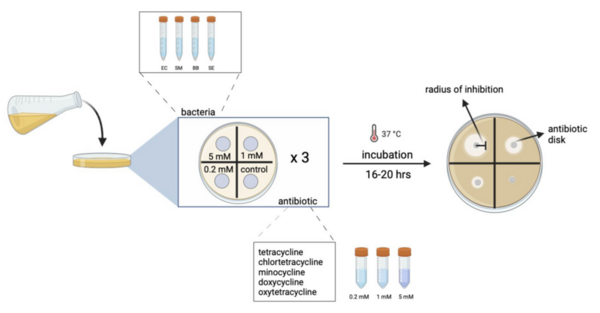 Strain selective <i>in vitro</i> and <i>in silico</i> structure activity relationship of tetracycline antibiotics