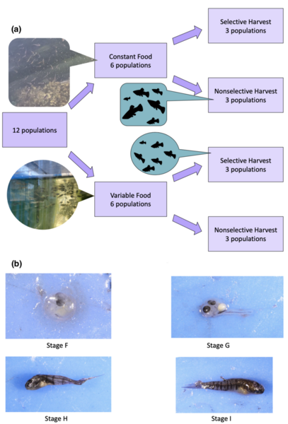 Observing food and density effects on the reproductive strategies of <i>Heterandria formosa</i>