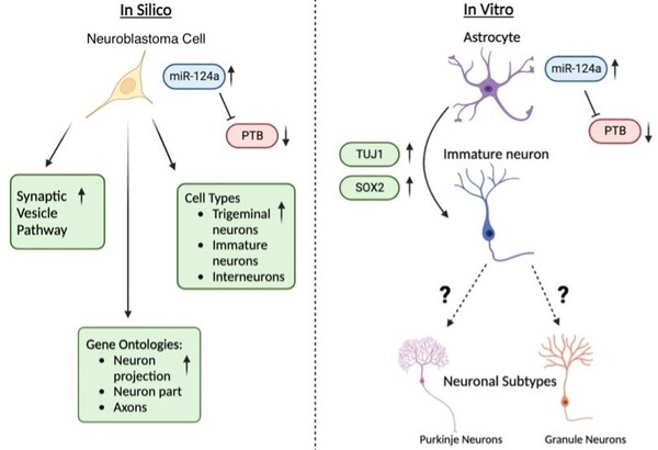 Initiating astrocyte to neuron transdifferentiation via miR-124a: implications in neurodegenerative disease