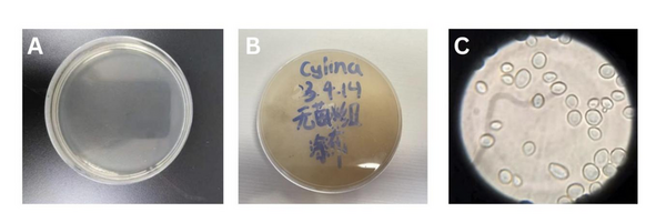 Examining the correlation between Massa Medicata Fermentata and Crohn’s disease: Implications for treatment and patient safety
