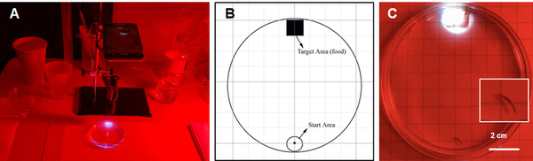 Stress-induced genetic memory inheritance and retention in Planarian biological model