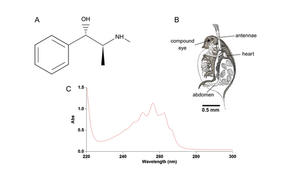 <i>In vitro</i> dissolution and <i>in vivo</i> response of pseudoephedrine dosage forms