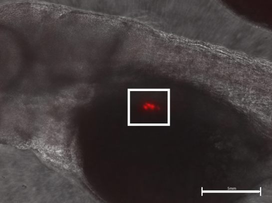 The Effect of Ethanol Concentration on Beta-Cell Development in Zebrafish