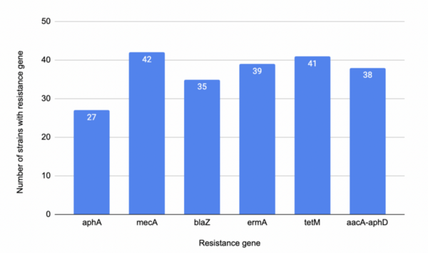Analysis of antibiotic resistance genes in publicly accessible <i>Staphylococcus aureus</i> genomes
