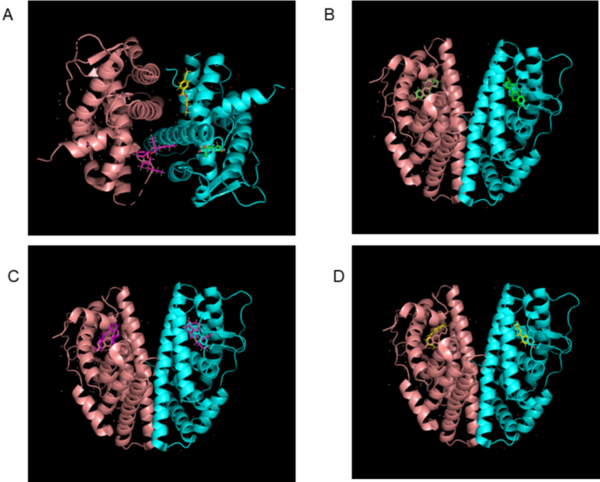 Computational evidence for differential endocrine disruption by DEHP and PET via estrogen receptor beta binding