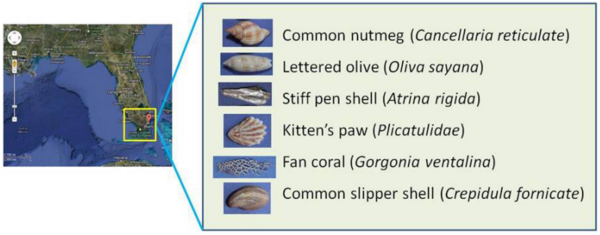 Effect of pH Change on Exoskeletons of Selected Saltwater Organisms Which Rely on Calcium Fixation