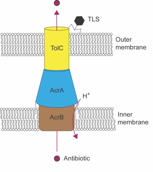 Bacteriophage TLS sensitizes <i>Escherichia coli</i> to antibiotics