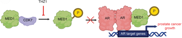 CDK7 inhibition disrupts androgen signaling and induces metabolic rewiring in prostate cancer cells