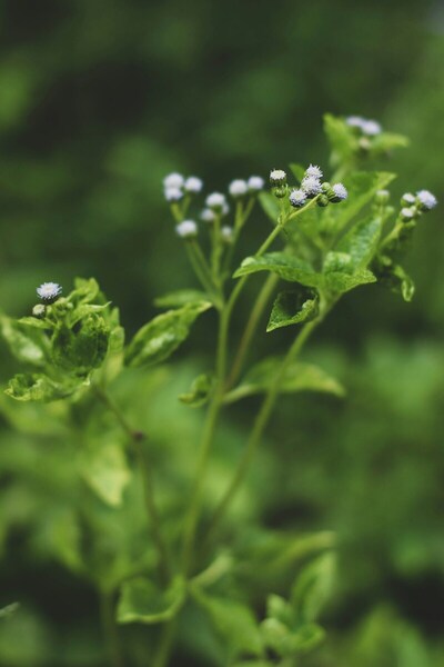 An <i>in silico</i> molecular analysis of the antifungal properties of <i>Ageratum conyzoides</i>